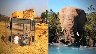 'Human Cage' SURROUNDED BY LIONS (Close Encounters CAUGHT ON CAMERA)