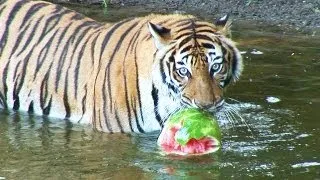 Fastest Way to Serve Watermelon!