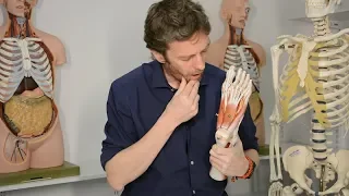 Plantar foot muscles