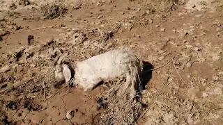 Сел дар н. Ёвон аз кух бузхои одамора овард,зироатхои шинондаи дехконон зери обу лой монд 15.05.2021