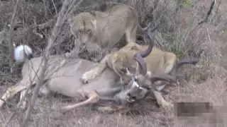 Лев – африканский хищник, лучшие атаки львов на добычу