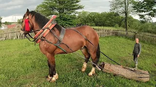 ПРОБА ЖЕРЕБЦЯ/ЖЕРЕБЕЦЬ НА ПРОДАЖУ/Коні Ваговози/Коні в Україні! !The stallion pulls the load