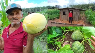 Mostrando Todas Nossas Plantas Mais de 99 Variedades Muita Fartura