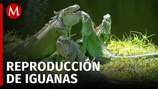 En Oaxaca, estudiantes logran proyecto de reproducción de iguanas