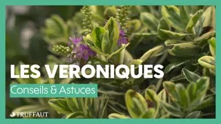 Comment entretenir les véroniques arbustives ? - Truffaut