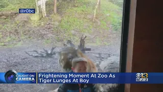 Caught On Cam: Frightening Moment At Zoo When Tiger Lunges At Boy