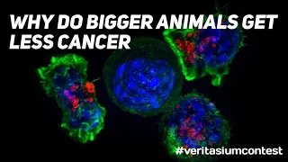 Why do bigger animals get less cancer - Peto's paradox #veritasiumcontest