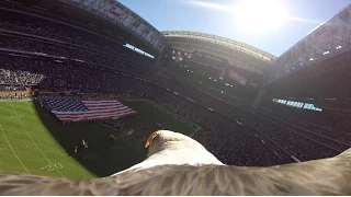 Educational Bald Eagle "Challenger" Soars with Action Camera During National Anthem!!