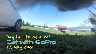 Cat with GoPro going trough a fence and walks around