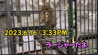 2023.6.16 🦁3:33PMからのラージャー君（それまでずっとまったり）#野毛山動物園#インドライオン #ラージャー