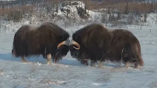 Поединок овцебыков в русском народном стиле.A duel of musk oxen in the Russian folk style.