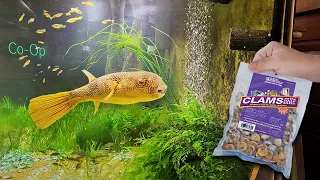 Feeding My Giant Puffer & All My Aquariums - Fish Room Update Ep. 130