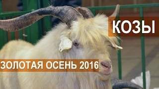 Козы на выставке Золотая осень 2016