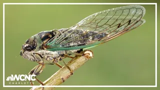 Cicadas expected to emerge soon