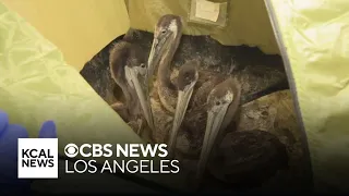 Brown Pelicans stranding themselves on Southern California beaches