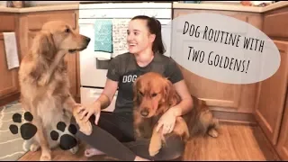 EVERYTHING YOU NEED TO KNOW ABOUT OWNING GOLDEN RETRIEVERS | DOG ROUTINE