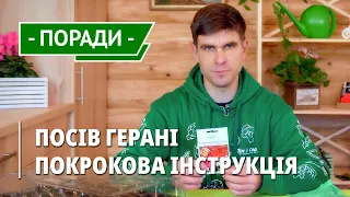 Пеларгонія вирощування з насіння | Огляд сортів герані! Як посіяти? Поради для догляду