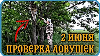 2 июня - Проверка интересных ловушек. Ловля роев 2022.⬇️⬇️⬇️