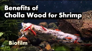 Why Use Cholla Wood For Your Shrimp Tank