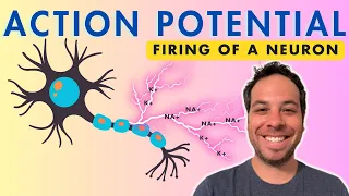 Action Potential