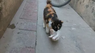 Cat Carrying Her Kitten In Mouth And Calling All Kittens Inside To The Hut