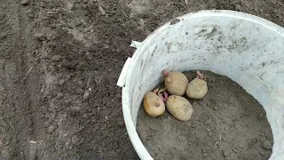Как посадить картошку в гребни без лопаты. По просьбе подписчиков показываю ещё раз!