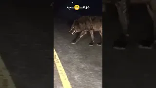 صوت الذئب الاسود في الليل مرعععب