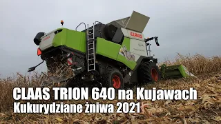 CLAAS TRION 640 na Kujawach - kukurydziane żniwa 2021 - VIDEO