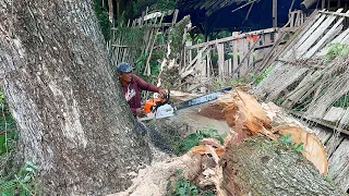 Dramatic... Difficult and dangerous process of cutting down fallen trees.