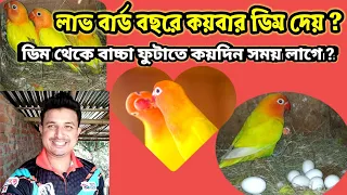 লাভ বার্ড পাখির ডিম কত দিনে ফুটে | কয়বার ডিম দেয় | love birds eggs hatching time |Birds of village