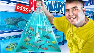 I Bought 1 of EVERY FISH at PETSMART!!