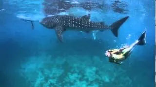 Hannah Mermaid swims with Whale Sharks