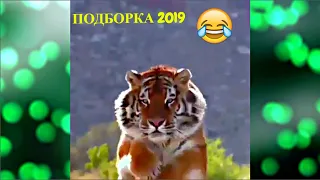 ЛУЧШИЕ ПРИКОЛЫ/СМЕШНЫЕ ЖИВОТНЫЕ 2019 Funny Animals