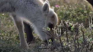 Wolves Hunting Caribou | Planet Earth | BBC Studios