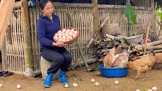 Harvesting chicken eggs - sharing with neighbors - Cooking egg noodles - Gardening | Hảo Tày Vlog