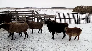 Бараны электро пастух Жизнь в деревне