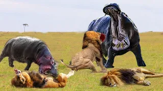 Powerful Lion vs Hippo, Family Hippo Attack Crazy Lion Hunting