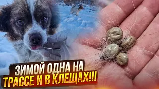 Шок😱 котёнок заживо замёрз в коробке, а рядом бегала ещё живая собака.