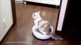 Cats on Roombas: BEST Compilation