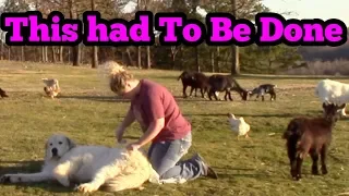How To Groom A Great Pyrenees Dog!