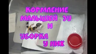 Кормление малышей эублефаров. Уборка.#1