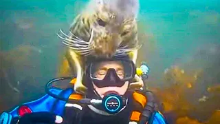 Diver Gets Scared When Seal Holds On, Then Sees Surprising Reason