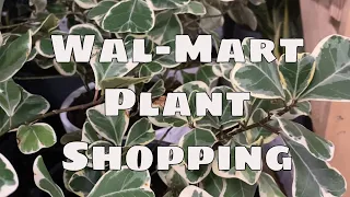 Wal-Mart Plant Shopping Costa Farms Big Box Nursery House Plants Tropical Plants