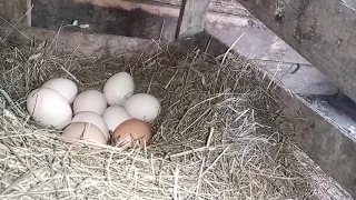 Курица села высиживать цыплят что делать если курица села на яйца парить не во время