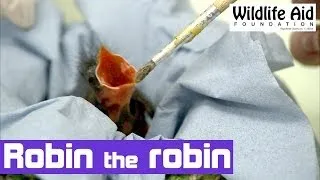 Hand Rearing an Orphan Robin - The Baby Bird Project!