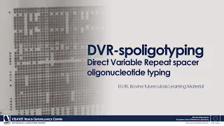 DVR-spoligotyping: Direct Variable Repeat spacer oligonucleotide typing