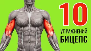 БИЦЕПСЫ. 10 УПРАЖНЕНИЙ + ОШИБКИ УБИВАЮЩИЕ ПРОГРЕСС / ИЗОЛЯЦИЯ