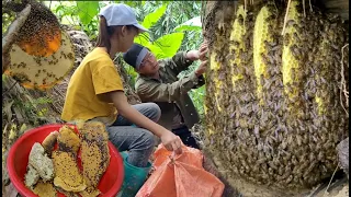 Spray video of the process of exploiting forest honeyliving with nature - ha thi muon