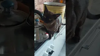 Будни заводчика бурманских кошек