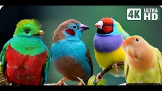 Live Most Beautiful Birds in the World | Breathtaking Beauty of Earth's Most Exquisite Birds